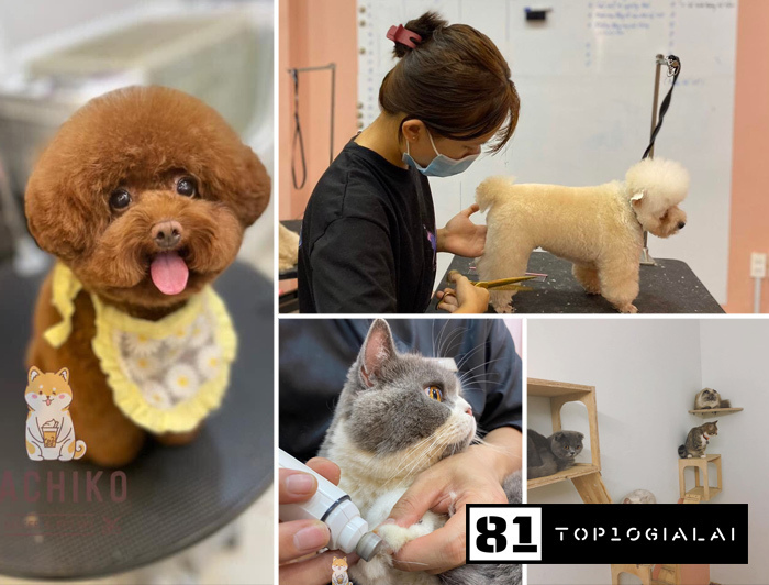 Dịch vụ thú cưng Gia Lai, Hachiko Pet Spa