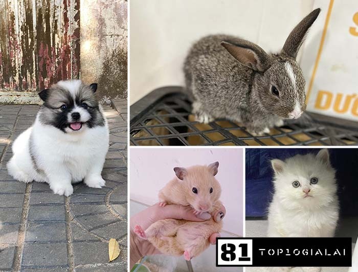 Happy Pet Xinh Gia Lai