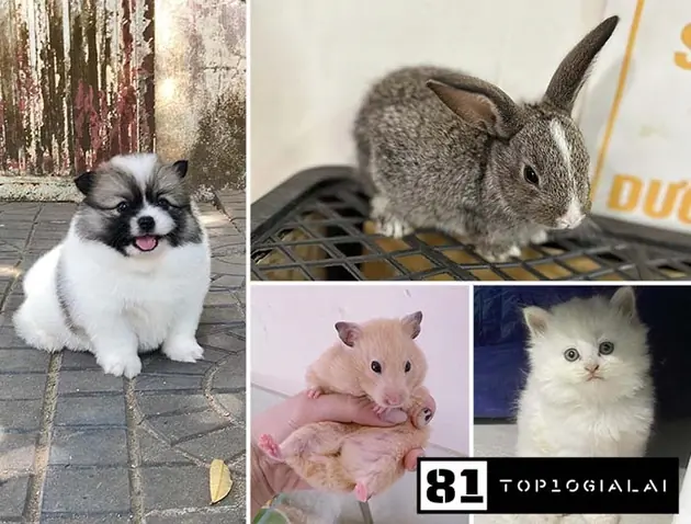 Happy Pet Xinh Gia Lai