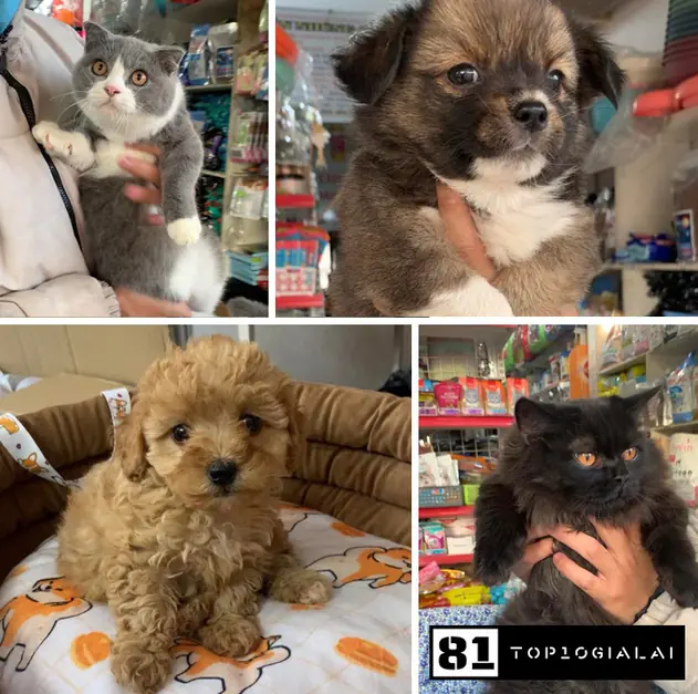 Net Pet Shop thú cưng Gia Lai