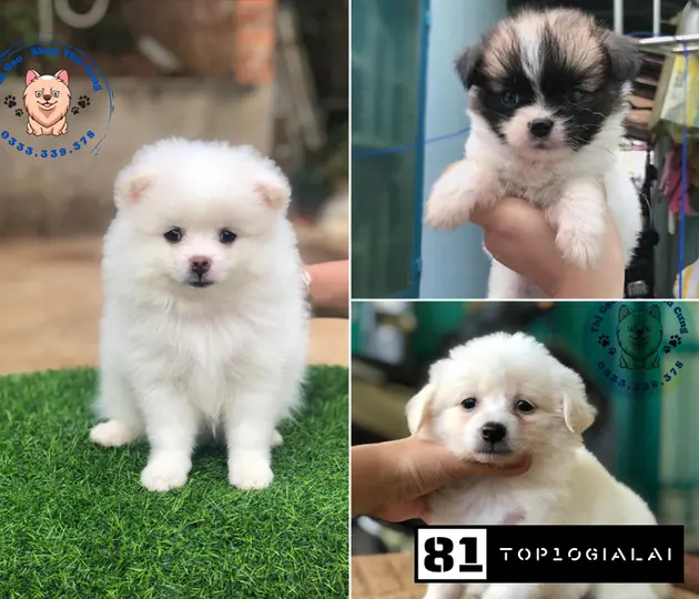 Shop Thị Gạo Gia Lai