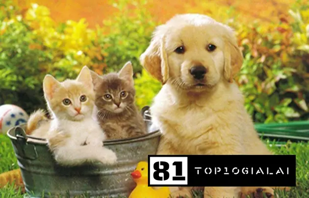 Shop thú cưng Pleiku