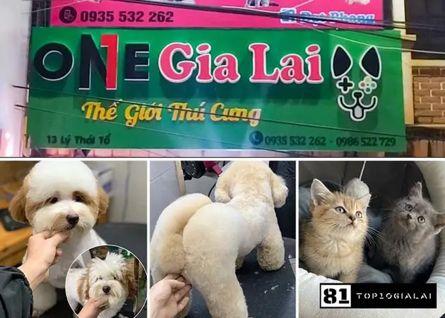 Thế giới thú cưng ONEGiaLai