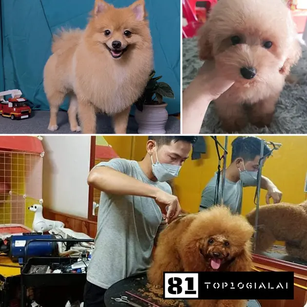 Dịch vụ chăm sóc tại thú cưng 3 miền