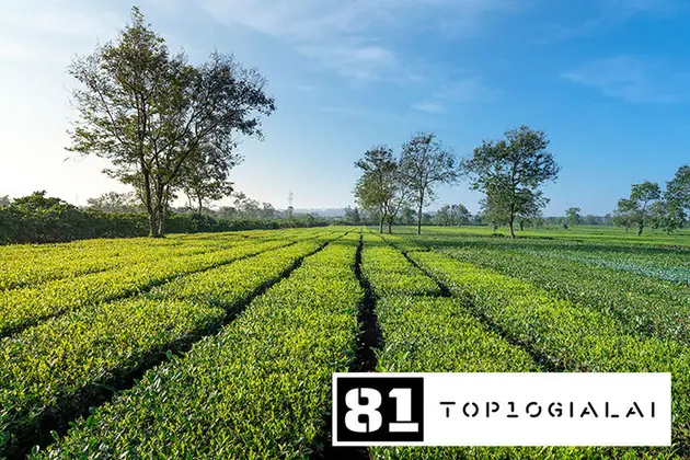 Biển Hồ Chè du lịch Gia Lai