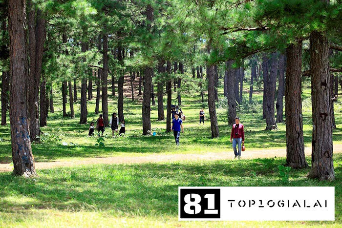 Đồi thông Hà Tam điểm du lịch Gia Lai