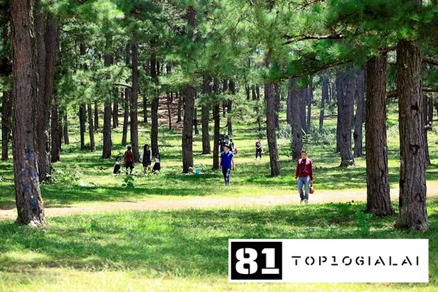 Đồi thông Hà Tam điểm du lịch Gia Lai