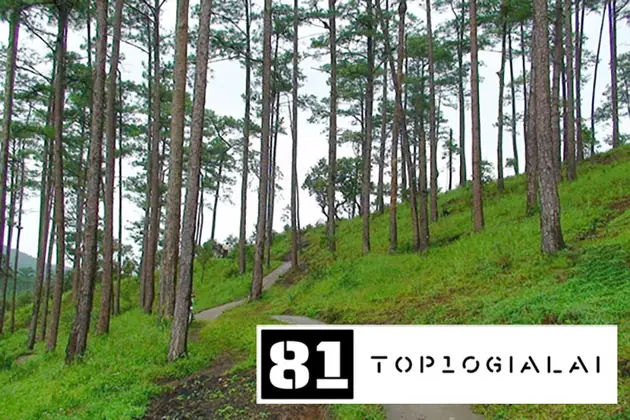 Đồi thông Hà Tam