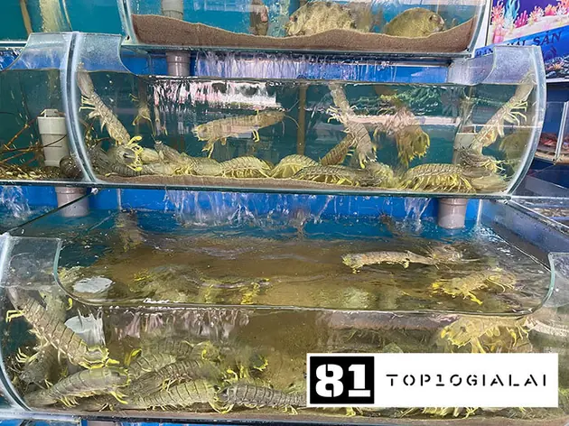 Điểm cung cấp hải sản Mạnh Gia Lai