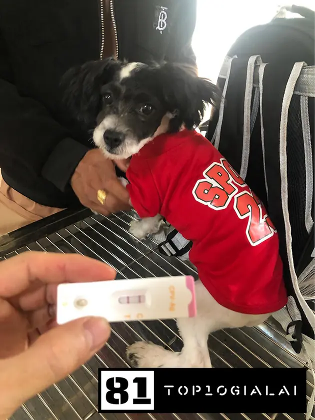 phòng khám Findo Pet