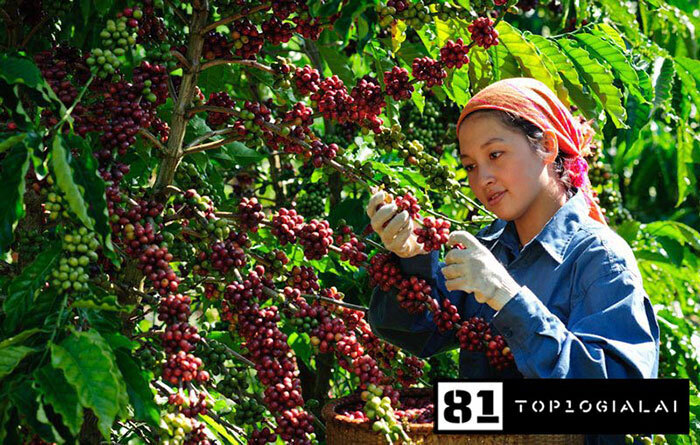 Hạt cafe Tín Đức Gia Lai