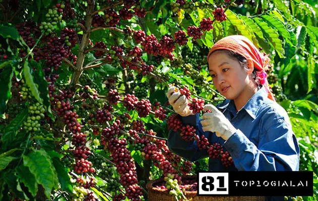 Hạt cafe Tín Đức Gia Lai