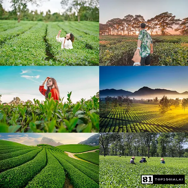 Biển hồ chè Gia Lai