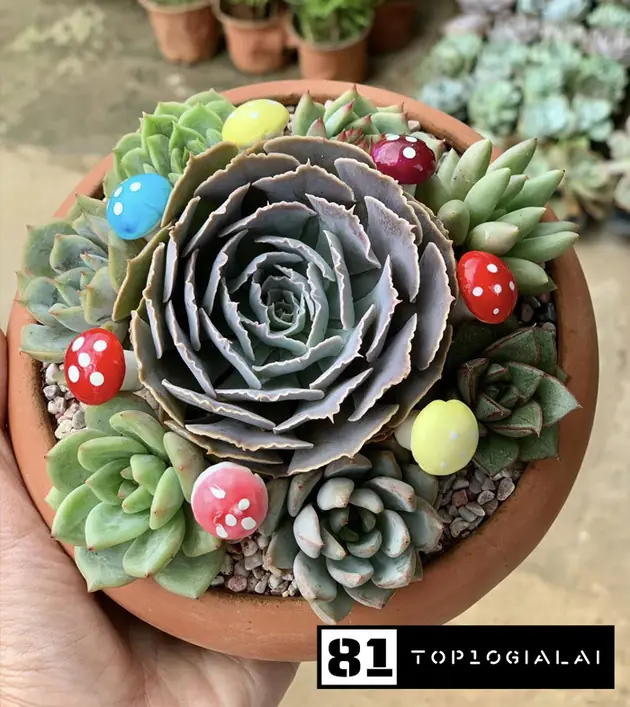 Bông Garden Gia Lai