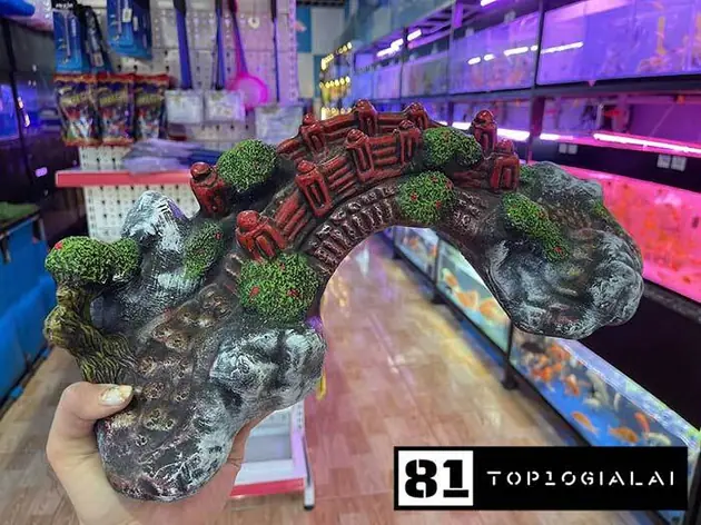 Cá cảnh Gigi pleiku