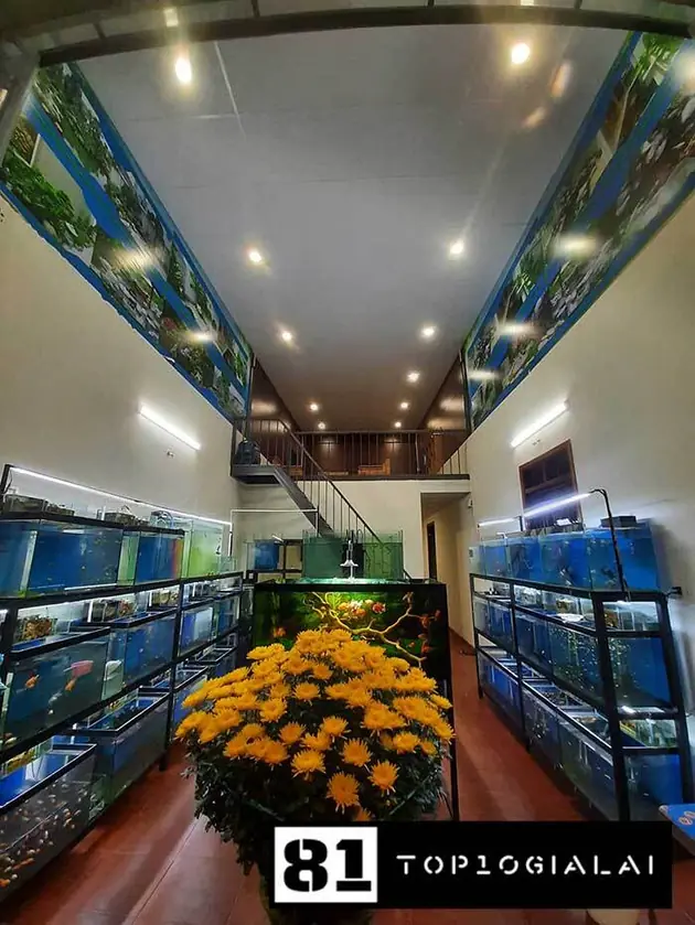 cá cảnh gia lai thành phát