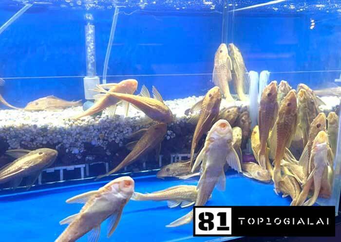 cá cảnh gia lai gigi