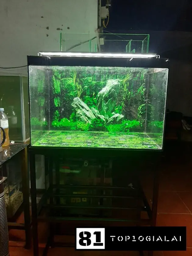 Cả cảnh thành phát pleiku