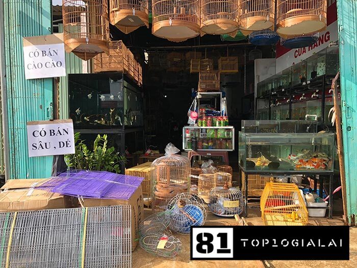 cá cảnh gia lai thảo nguyên