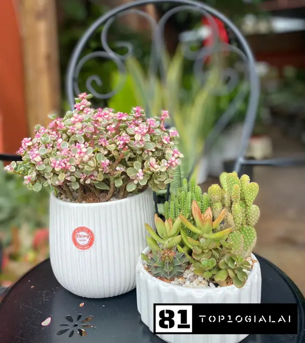 Đông Garden cây cảnh