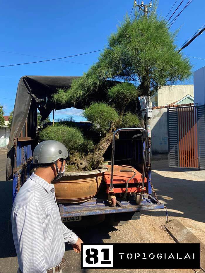 Cây cảnh Thiện Hưng Pleiku