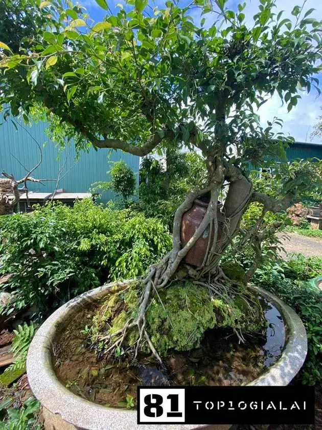 Cây cảnh Thiện Hưng gia lai