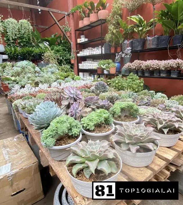 Đông Garden Gia Lai