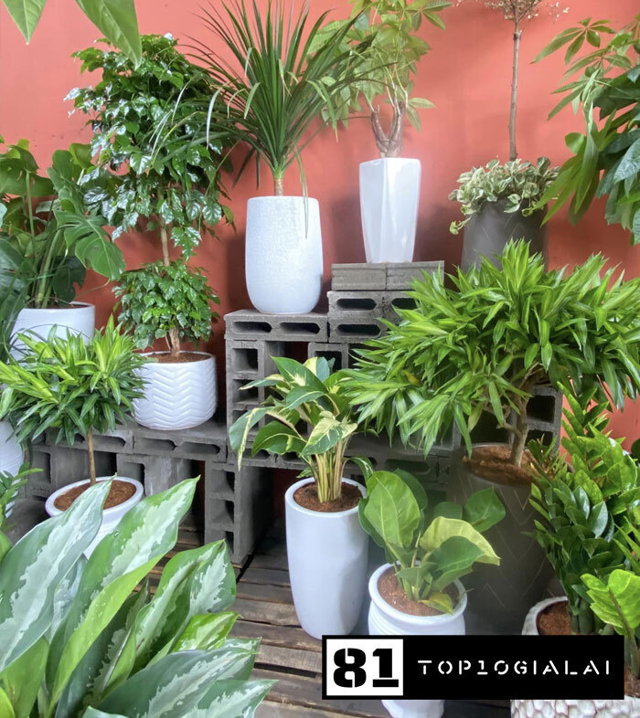 Đông Garden Pleiku