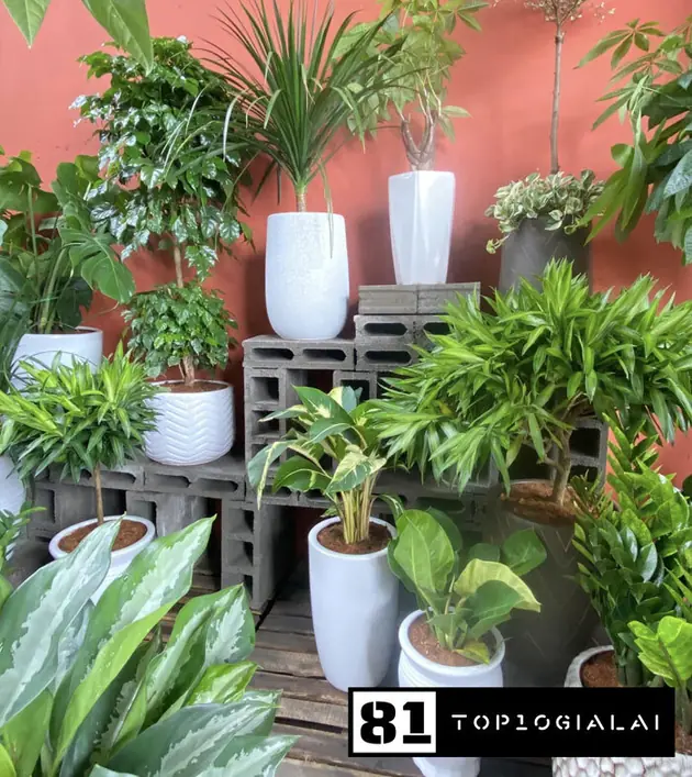 Đông Garden Pleiku