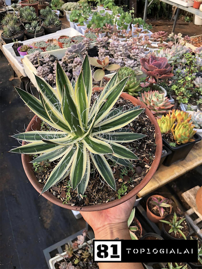 Lá Xanh Garden Gia Lai