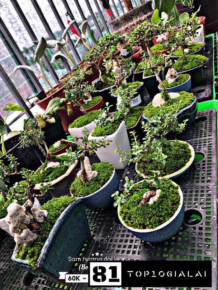 Shop hoa V300 Pleiku