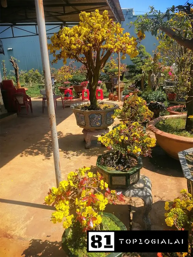 Vườn Mai Chức Cây Cảnh