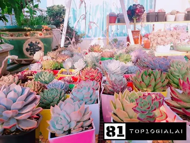 Vườn sen đá Gia Lai