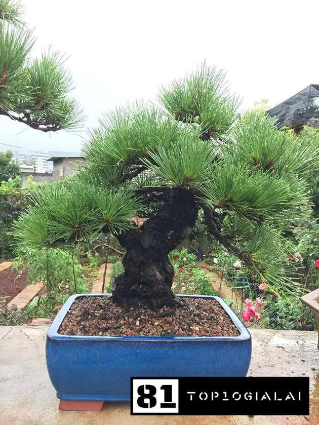 Vườn Xanh Gia Lai