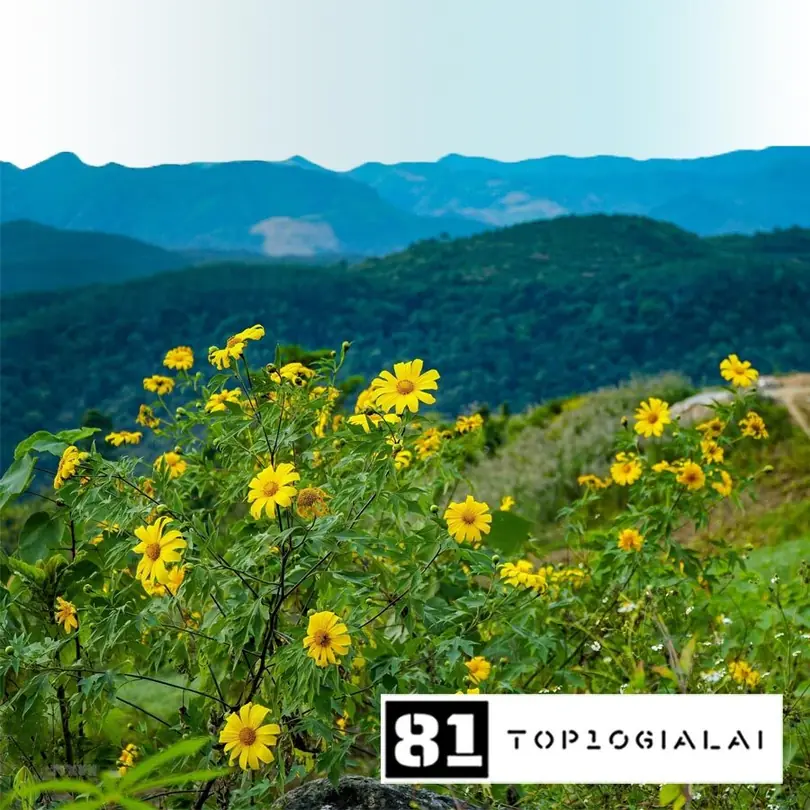 Lễ hội hoa dã quỳ