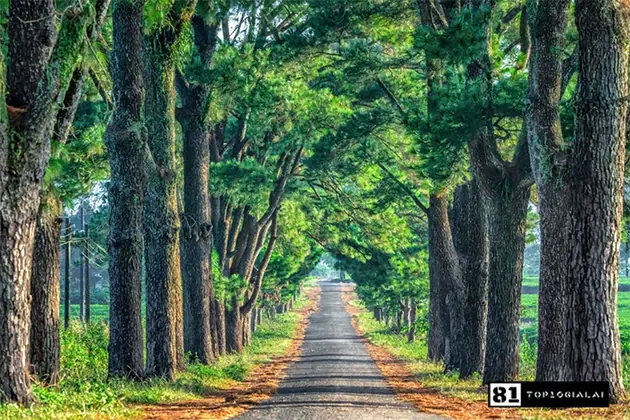 Du lịch 1 ngày Gia Lai - Hàng Thông Trăm Tuổi