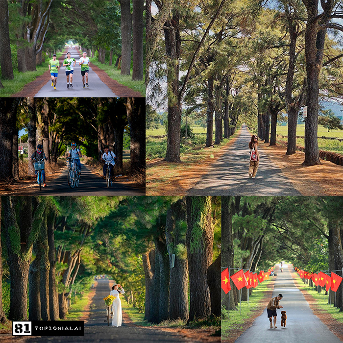 Hàng Thông Trăm Tuổi