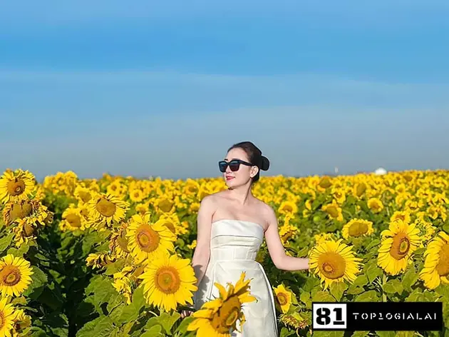 Check in Gia Lai Cánh đồng hoa hướng dương