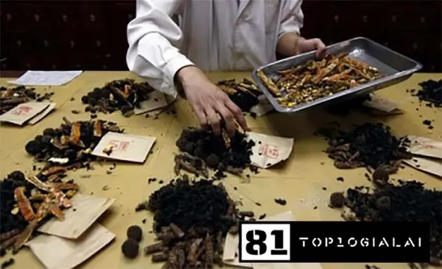 Đông Y Gia Lai Hải Đăng