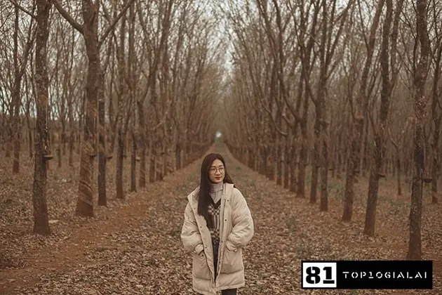 Rừng cao su Check in Gia Lai