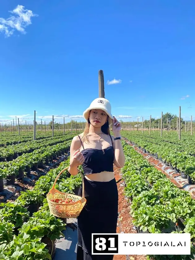 Vườn dâu Gia Lai Chú Ở