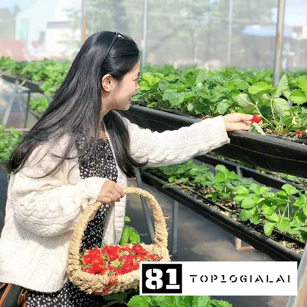 Vườn dâu Gia Lai