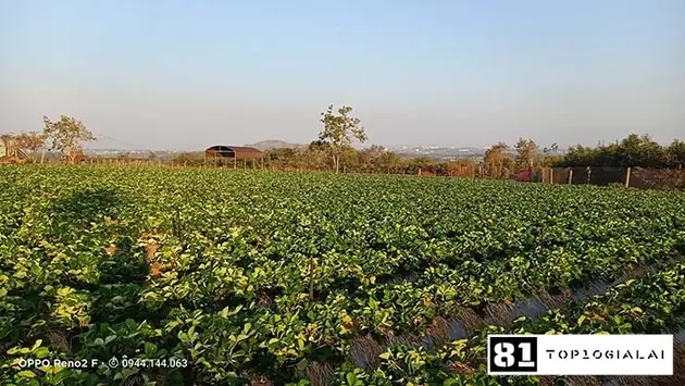 Nông trại Loan Nguyễn