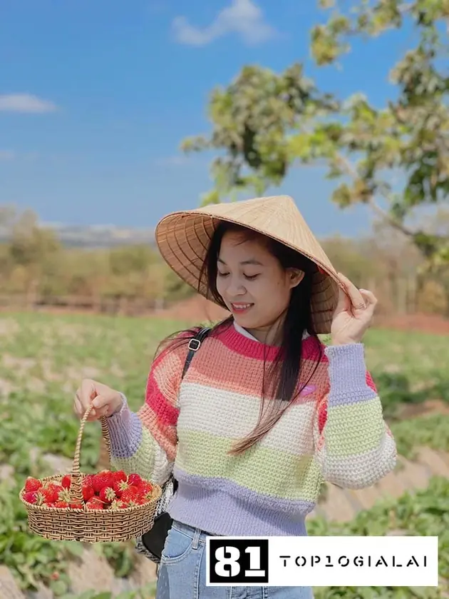 Vườn Dâu Gia Lai Loan Nguyễn