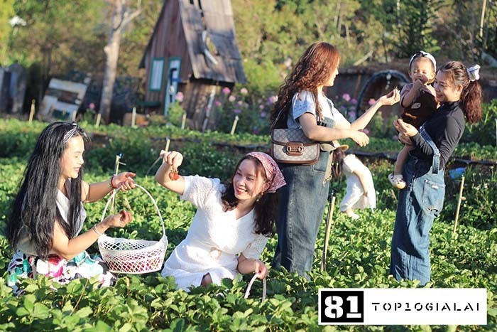 Vườn Dâu Tây Nhật Hana Gia Lai