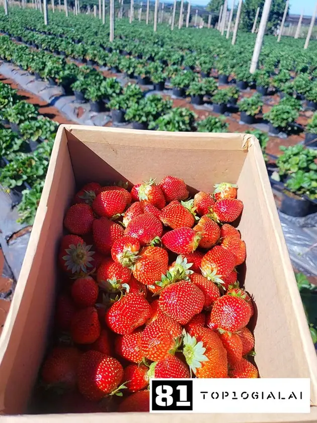 Nông Trại Chú Ở