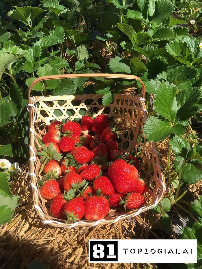 Vườn dâu Gia Lai Nhật Hana