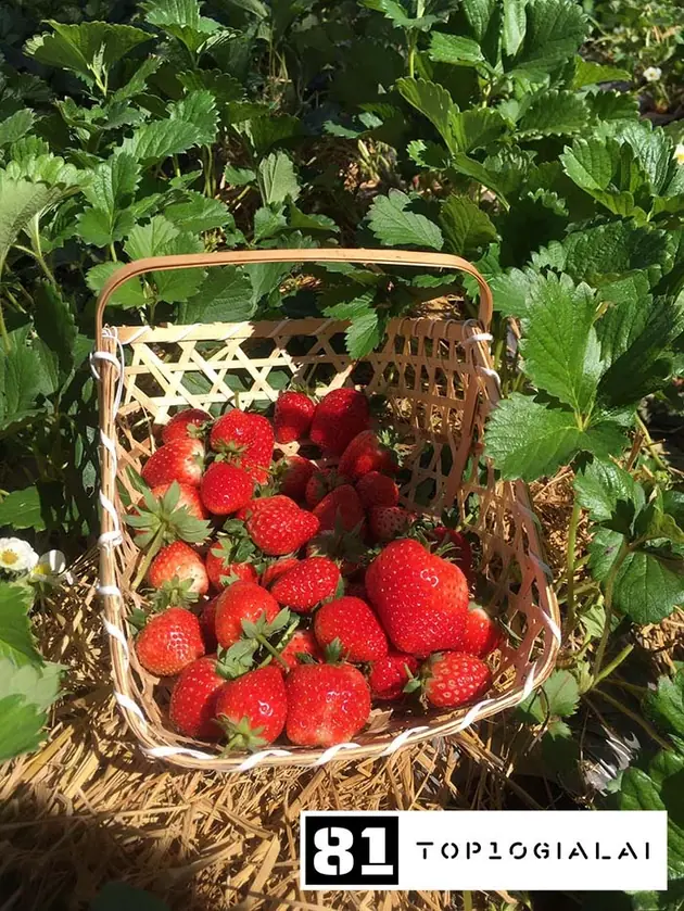 Vườn dâu Gia Lai Nhật Hana