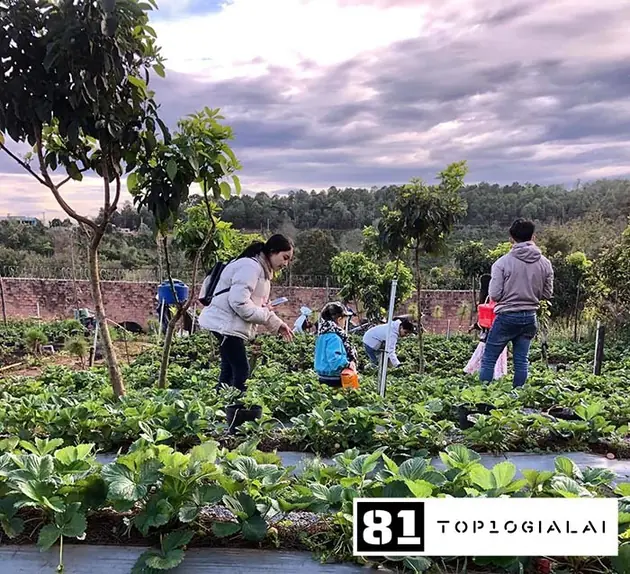 Vườn dâu Gia Lai Tây Diên Phú