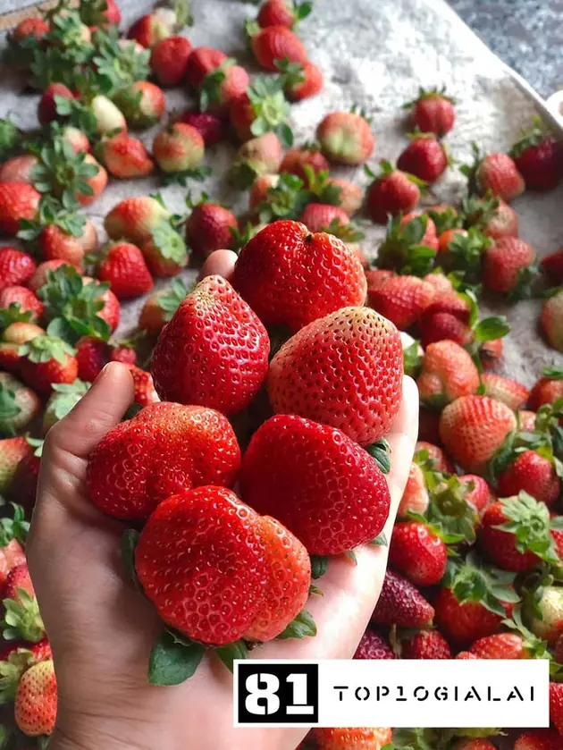 Nông Trại Tây Diên Phú